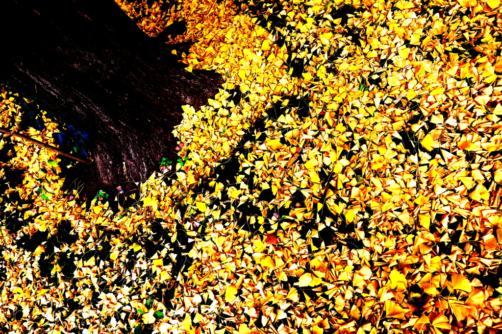 落ち葉