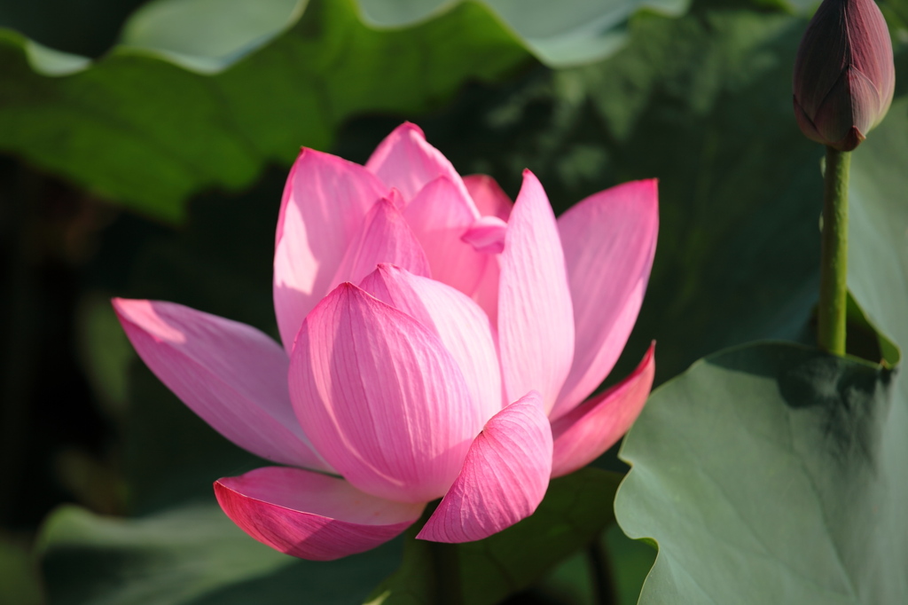 lotus