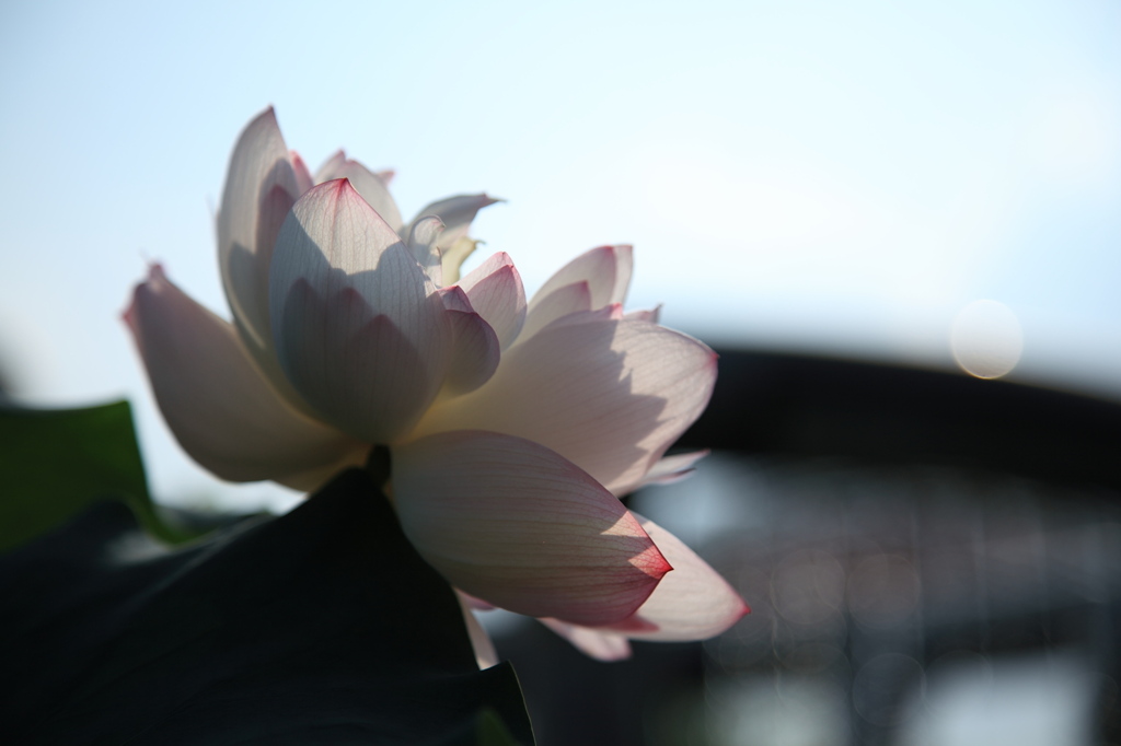 lotus