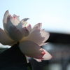 lotus