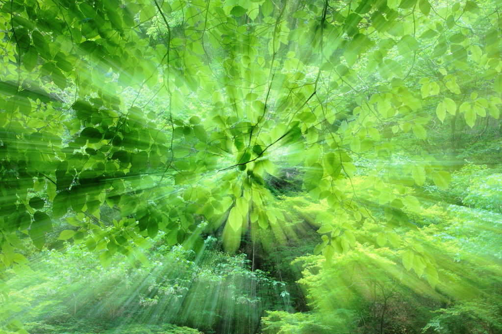 GreenShower