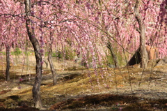 梅