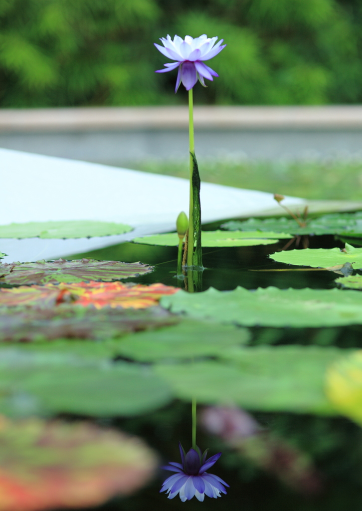 Lotus Flow3r