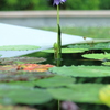 Lotus Flow3r