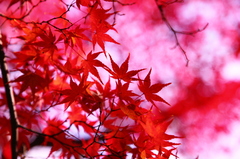 紅葉