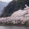 海津大崎のサクラ