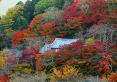 彩