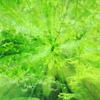 GreenShower