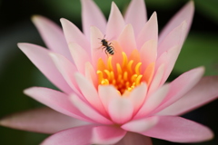 Lotus Flow3r + Bee