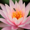 Lotus Flow3r + Bee