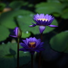 lotus