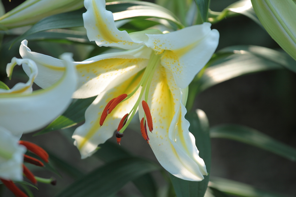 lily