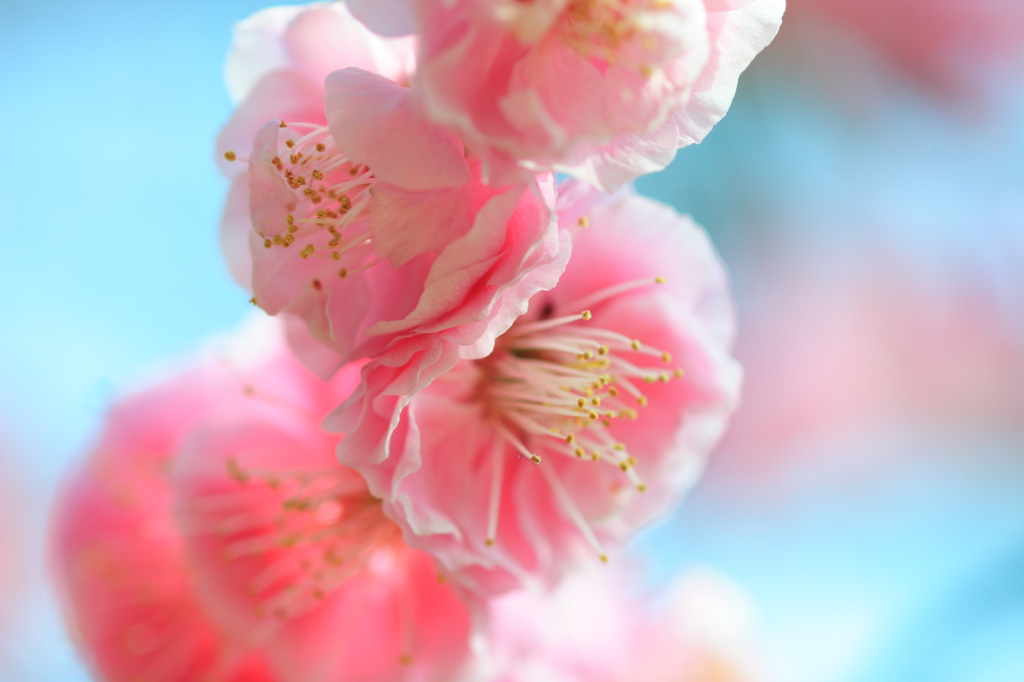 梅