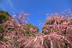 梅