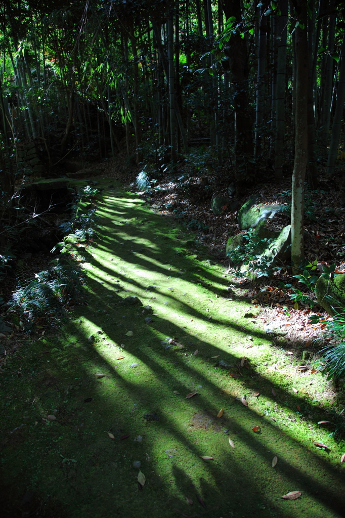 緑陰