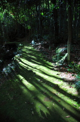 緑陰