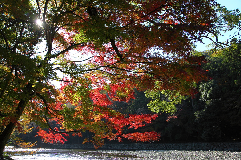 五十鈴川と紅葉