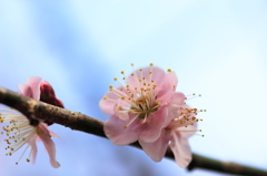 梅