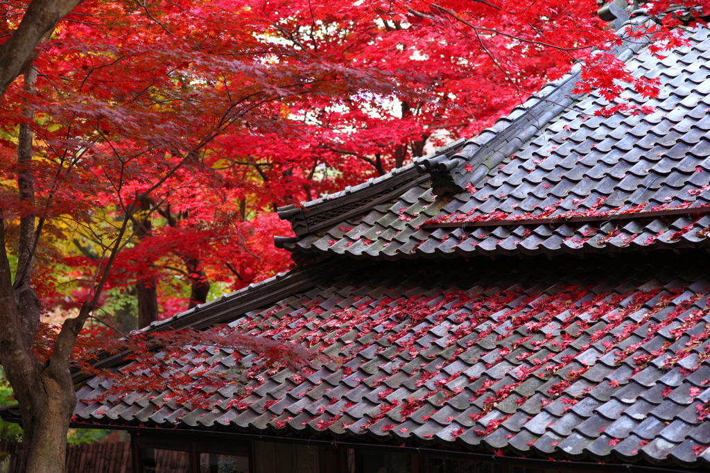 紅雨