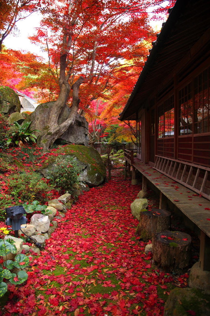 紅時雨