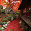 紅時雨