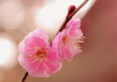 梅