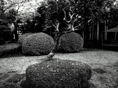 枯木