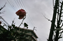 rose