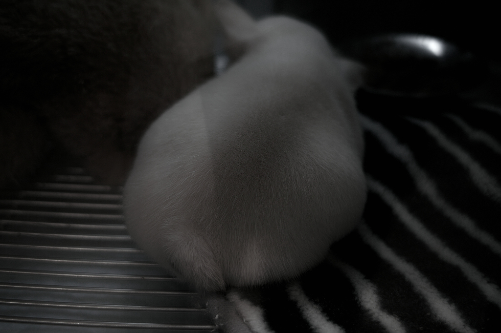 SDIM0828