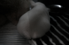 SDIM0828