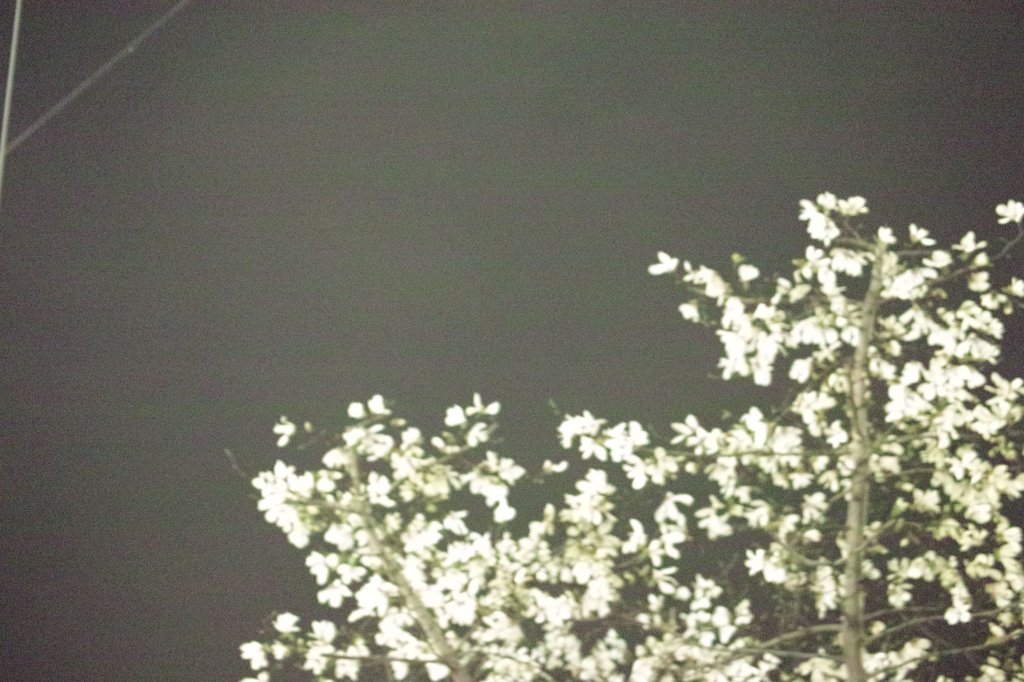 Magnolia of night