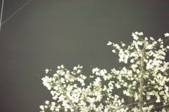 Magnolia of night
