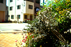 SDIM0412