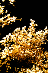 夜桜　一