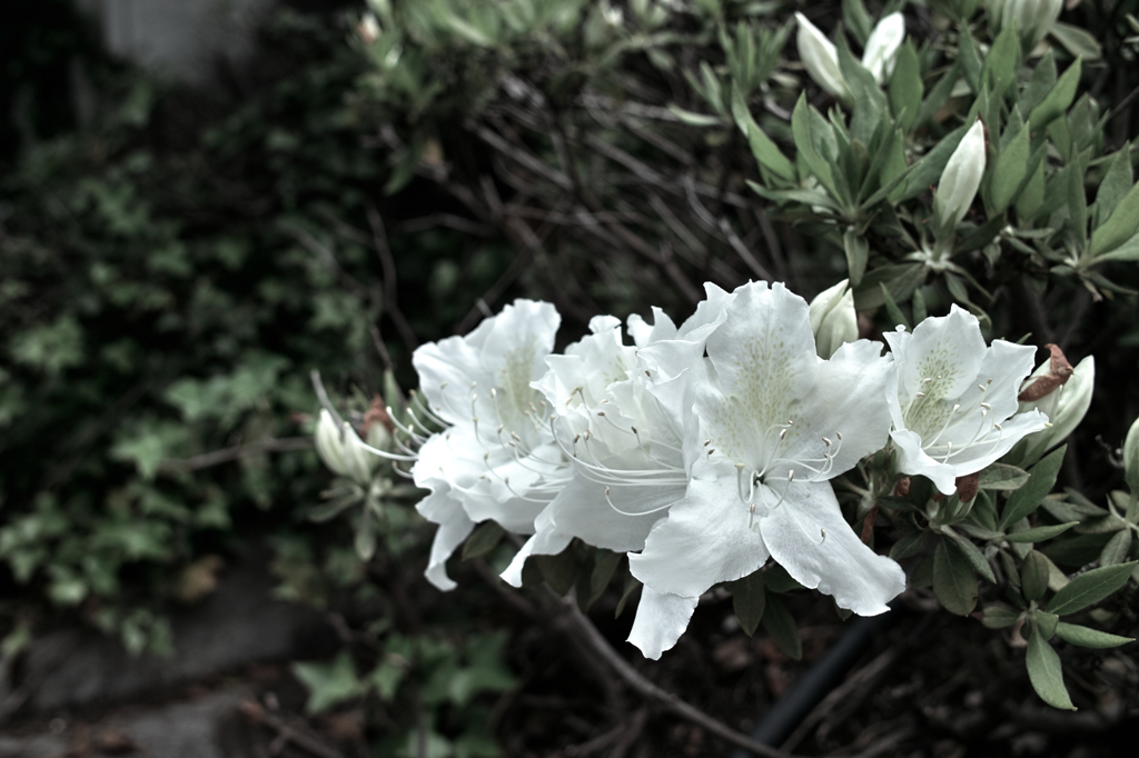 SDIM5002