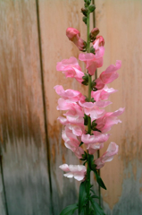 transparent pink