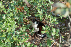 葉っぱと同じ色の瞳の猫