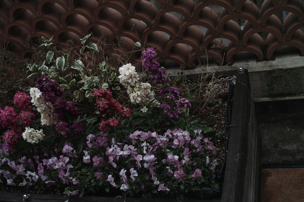 FLOWERS OF ROMANCE