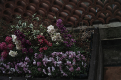 FLOWERS OF ROMANCE