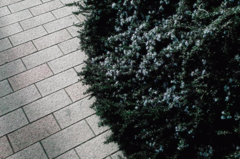 stroll through the kitano　Ⅷ
