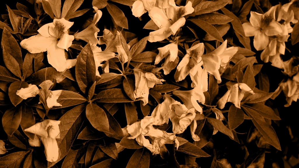 SDIM0163