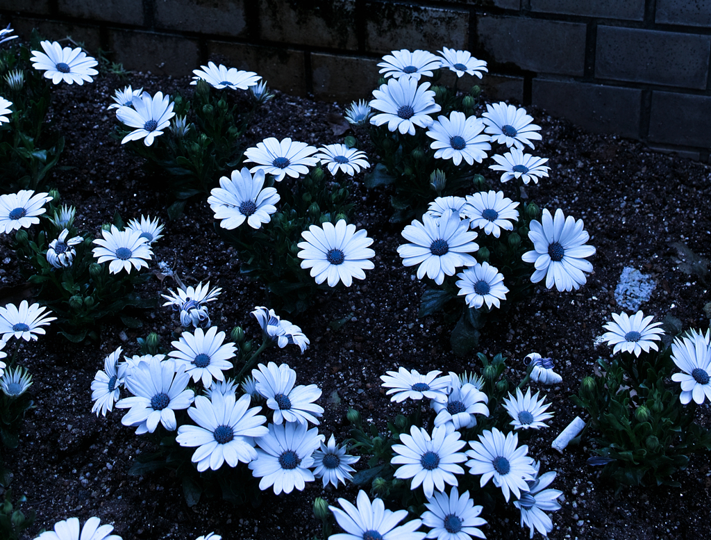 SDIM5005
