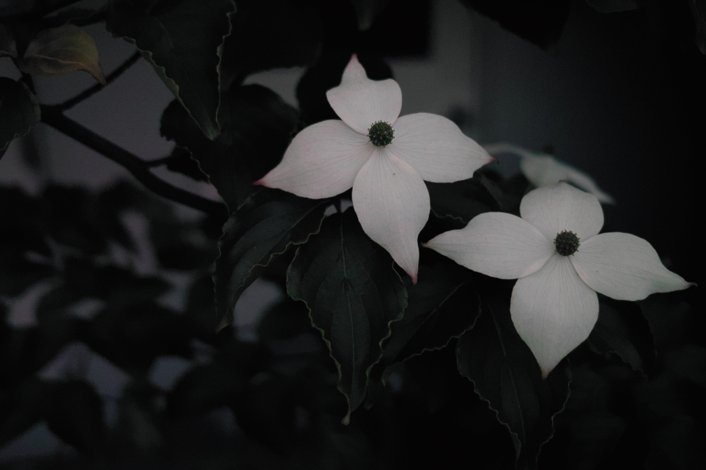 SDIM1025