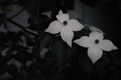 SDIM1025