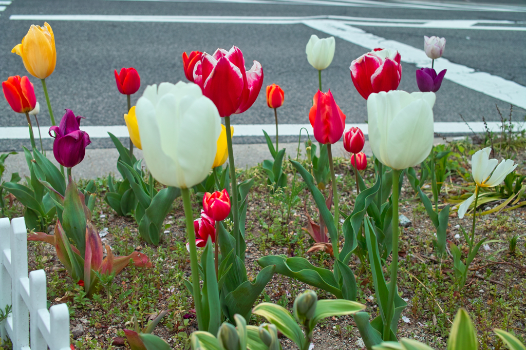 SDIM4865