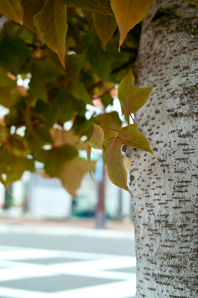 SDIM0281