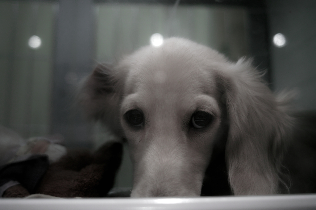 SDIM0826