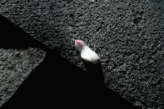 Dropping petal