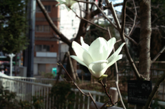 stroll through the kitano　ⅩⅡ