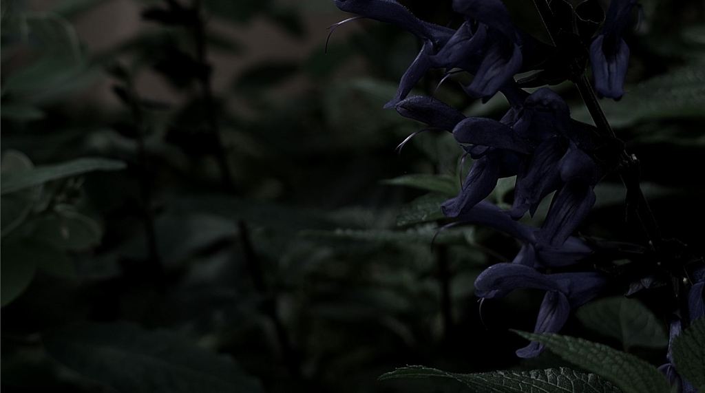 僕のこころに咲く花
